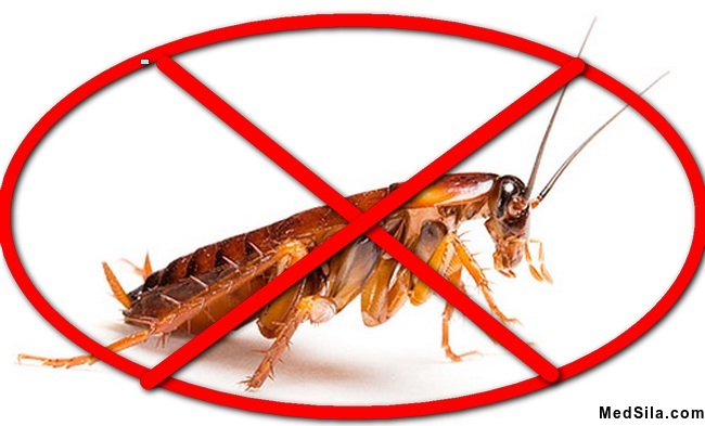 тараканам нет